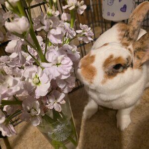 Meet your Posher, Akira